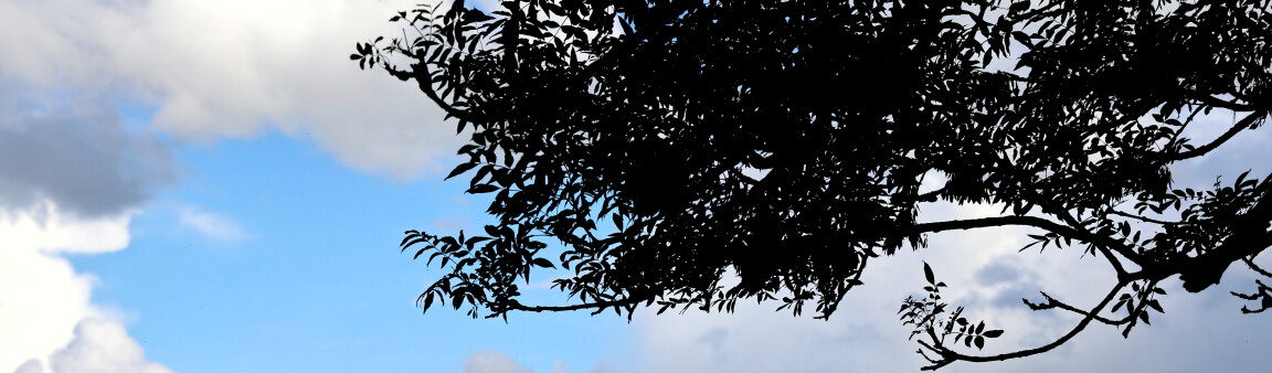 Tree Branch
